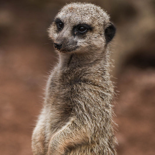 VIP Private Meerkat Experience