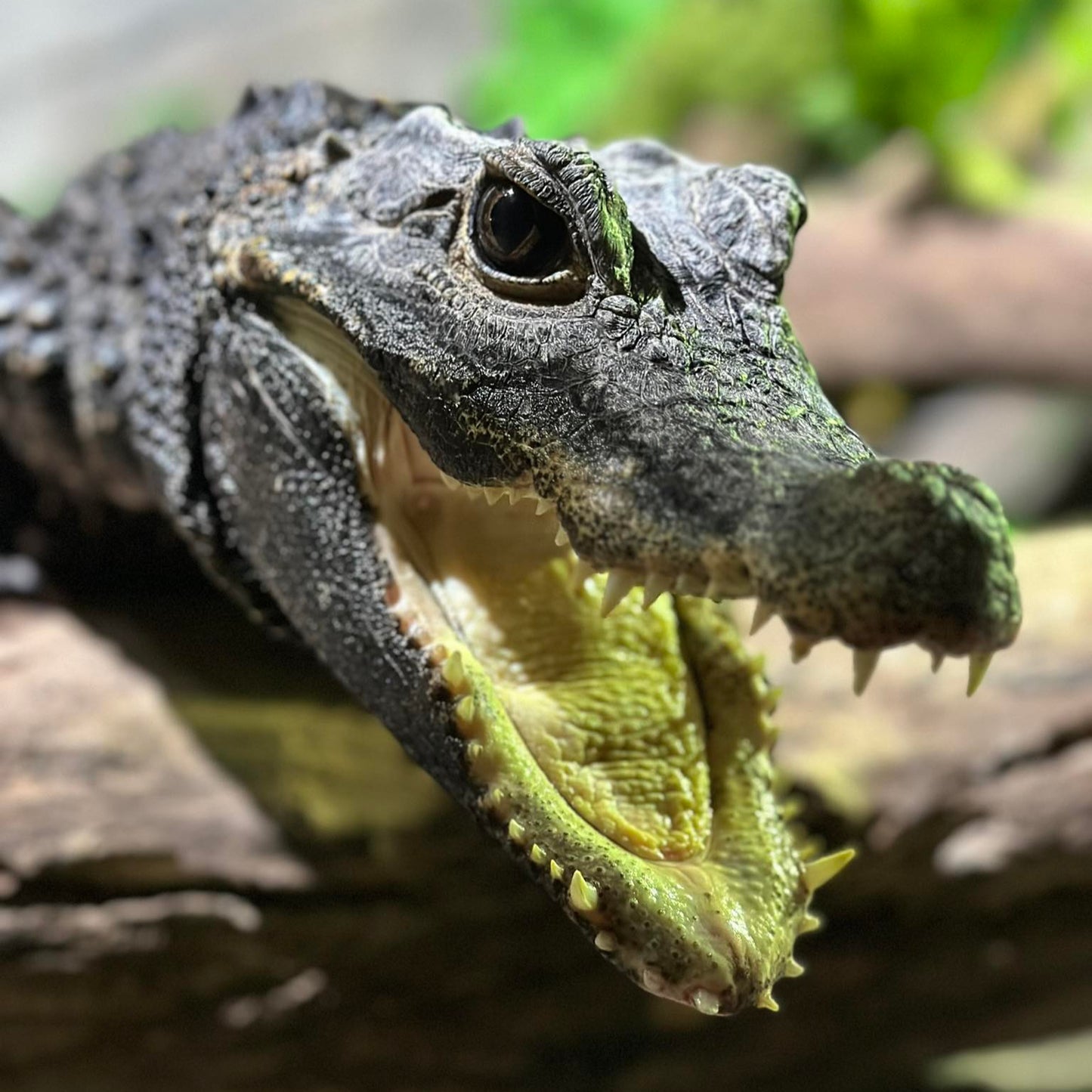 Crocodile Adoption Pack