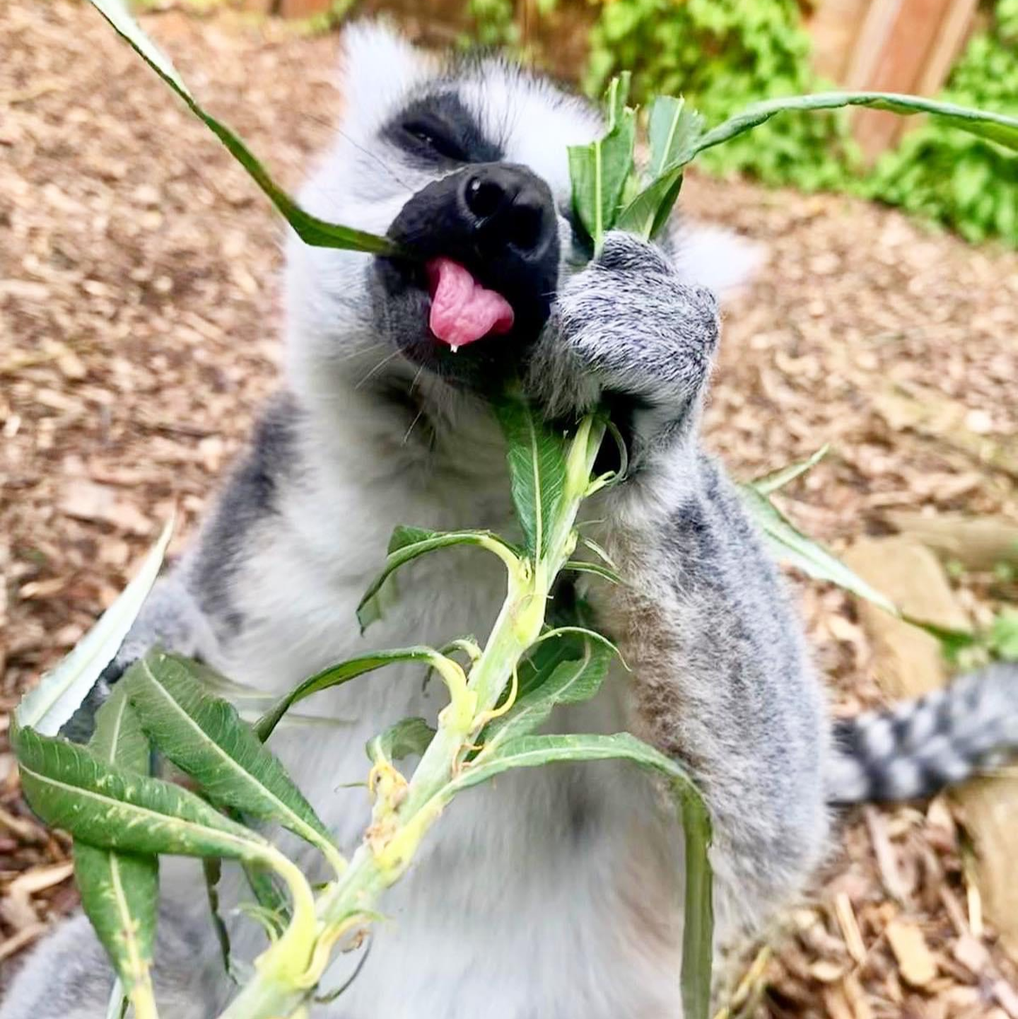 Lemur Adoption Pack – Exotic Zoo Telford