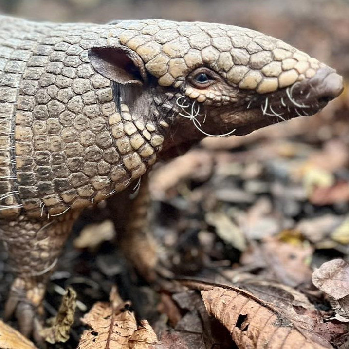 VIP Private Armadillo Experience