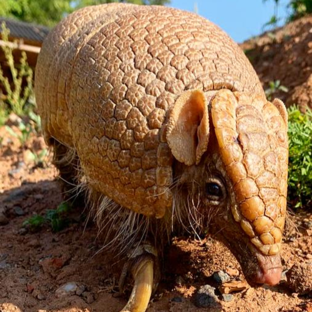 VIP Private Armadillo Experience