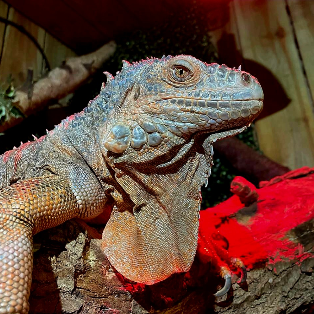 VIP private Cold Blooded Experience – Exotic Zoo Telford