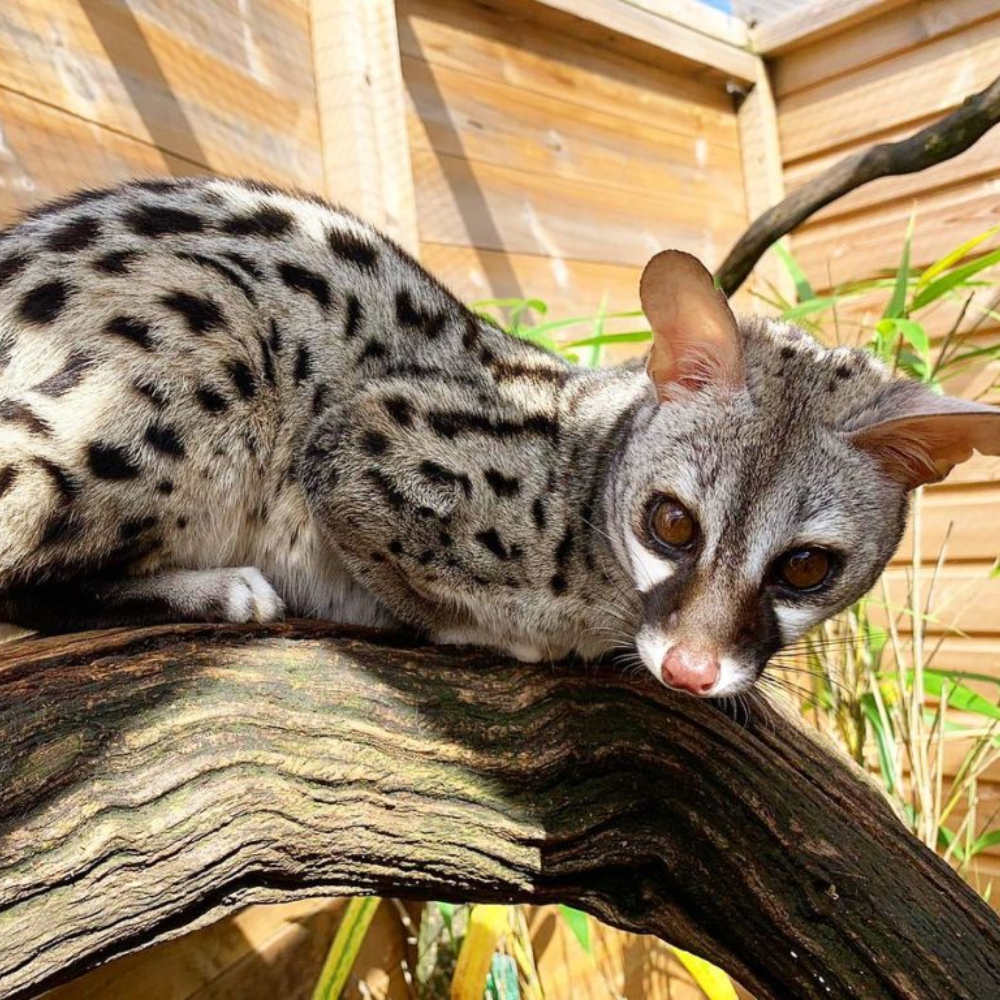 VIP Private Carnivore Feeding Experience for 2