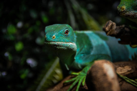 VIP private Cold Blooded Experience