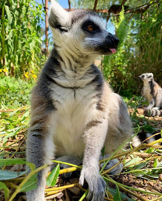 Lemur Adoption Pack