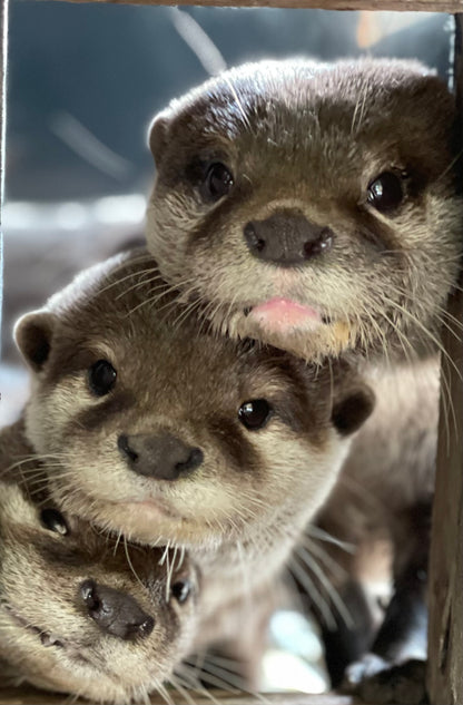 VIP Private Otter Experience for 2