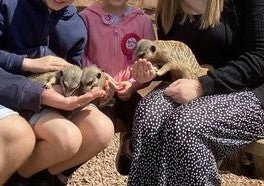 VIP Private Meerkat Experience