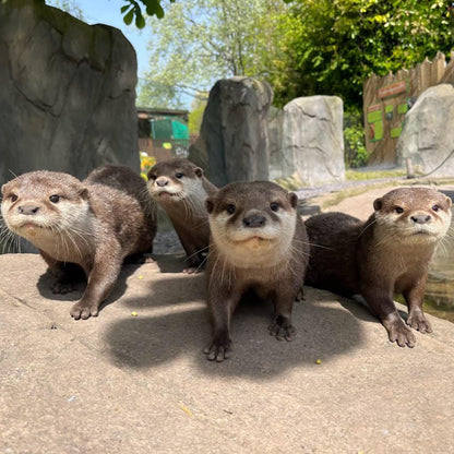 VIP Private Otter Experience for 2