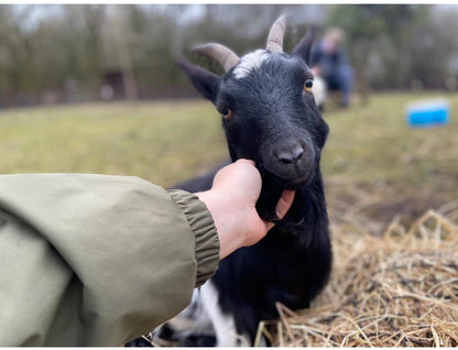 Pygmy Goat Meet and Greet Experience