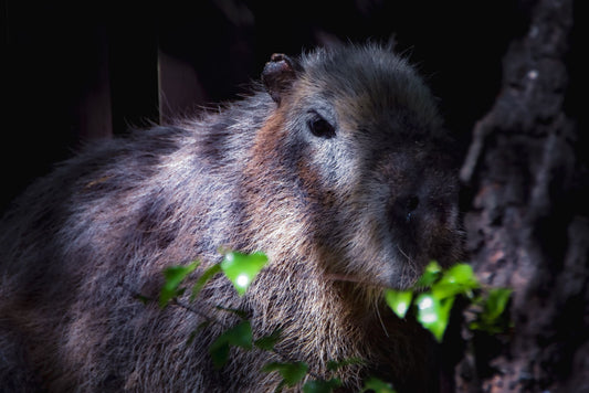 Capybara Adoption Pack