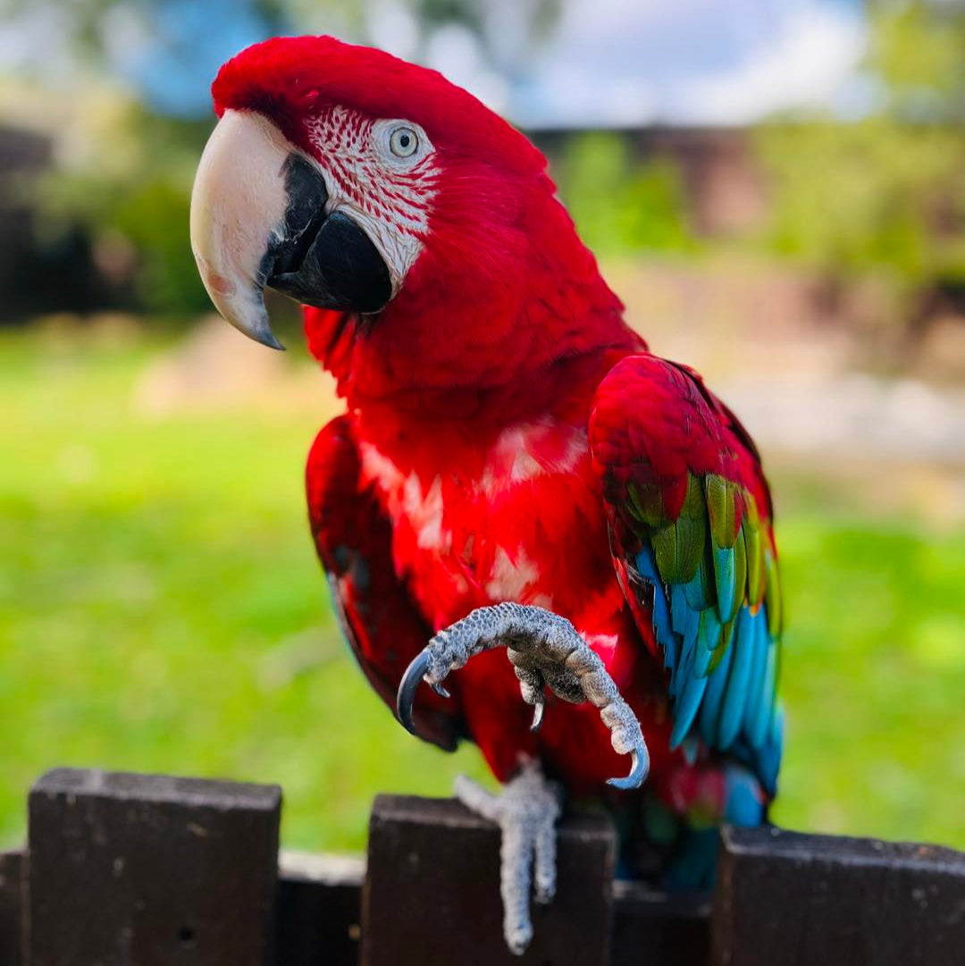 Parrot Adoption Pack