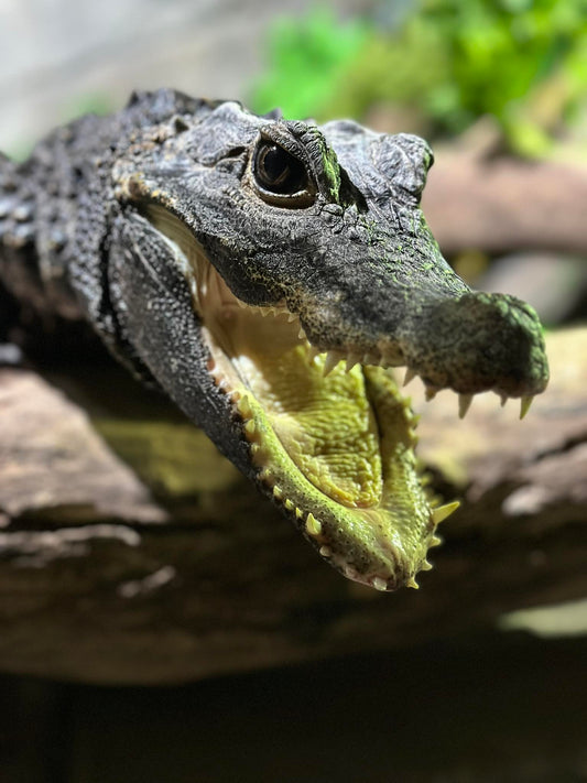 Crocodile Adoption Pack