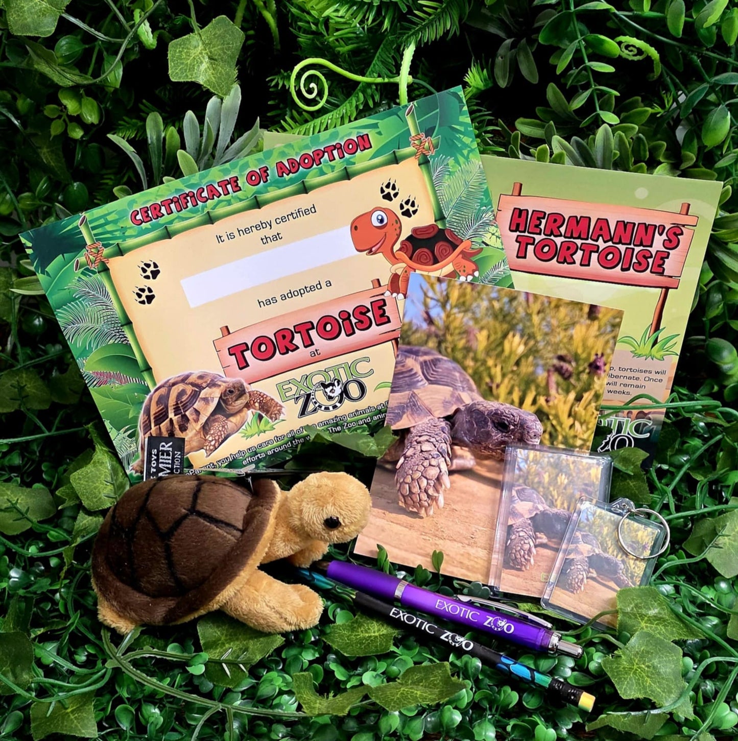 Tortoise Adoption Pack