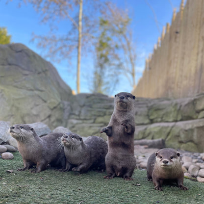 VIP Private Otter Experience for 2