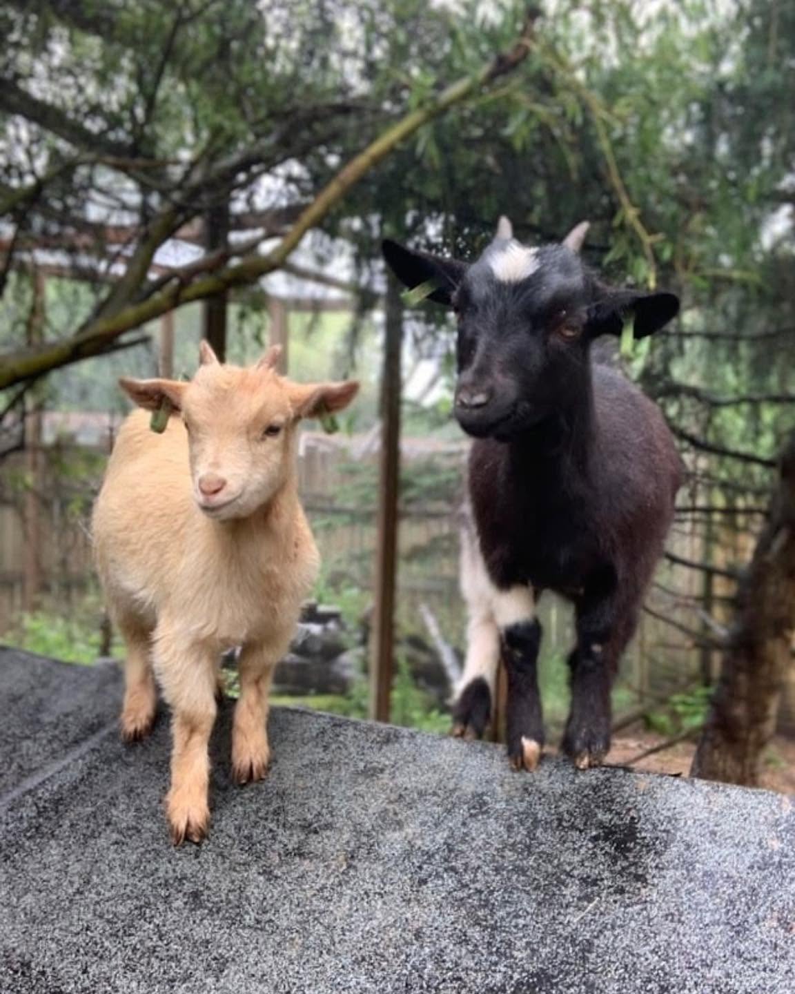 Pygmy Goat Meet and Greet Experience