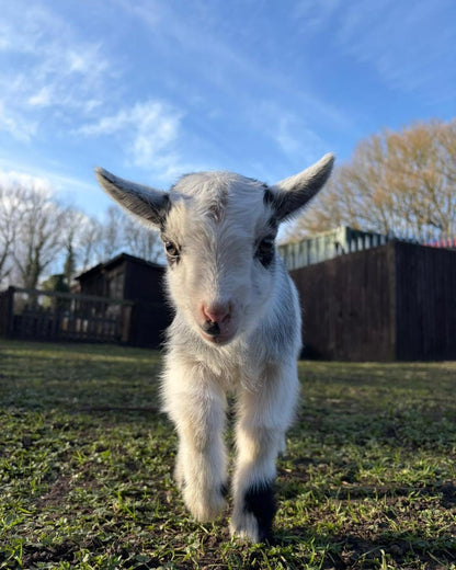 Pygmy Goat Meet and Greet Experience
