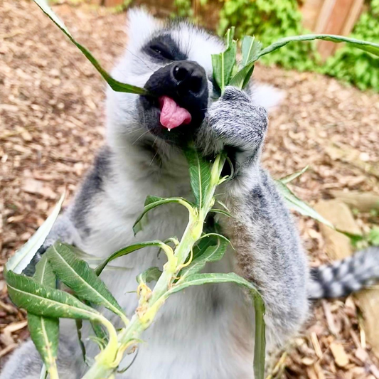 Lemur Adoption Pack