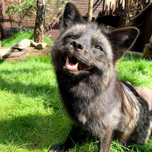 Fox Adoption Pack