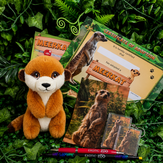 Meerkat Adoption Pack