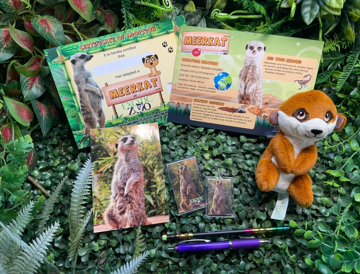 Meerkat Adoption Pack