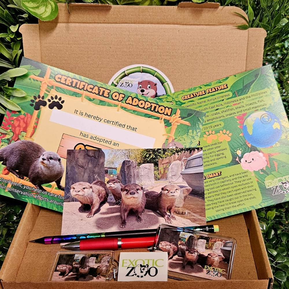 Otter Adoption Pack