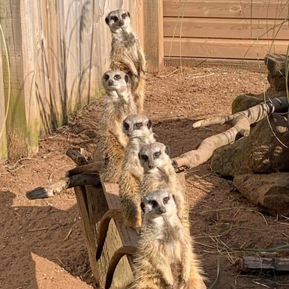 VIP Private Meerkat Experience