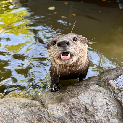 VIP Private Otter Experience for 2