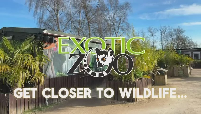Exotic Zoo Video
