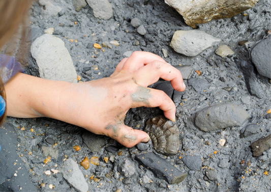 Young palaeontologist fossil experience 7-14yrs